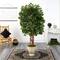 5.5ft. Super Deluxe Ficus Tree in Decorative Urn